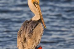 Brown Pelican, Pelecanus occidentalis