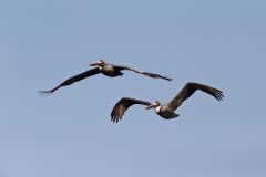 Brown Pelican, Pelecanus occidentalis