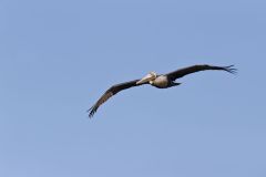 Brown Pelican, Pelecanus occidentalis