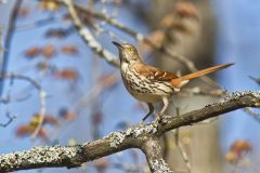 Brown Thrasher, Toxostoma rufum