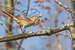 Brown Thrasher, Toxostoma rufum