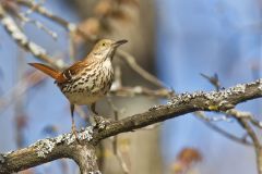 Brown Thrasher, Toxostoma rufum