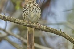 Brown Thrasher, Toxostoma rufum