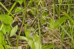 Brown Widelip Orchid, Liparis liliifolia