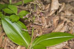 Brown Widelip Orchid, Liparis liliifolia