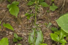 Brown Widelip Orchid, Liparis liliifolia