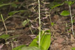 Brown Widelip Orchid, Liparis liliifolia