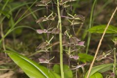 Brown Widelip Orchid, Liparis liliifolia