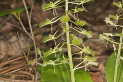 Brown Widelip Orchid, Liparis liliifolia