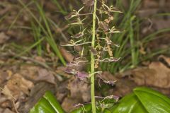 Brown Widelip Orchid, Liparis liliifolia