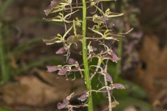 Brown Widelip Orchid, Liparis liliifolia