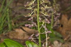 Brown Widelip Orchid, Liparis liliifolia