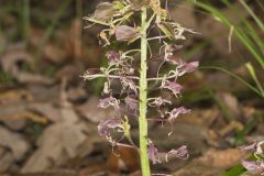 Brown Widelip Orchid, Liparis liliifolia