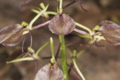 Brown Widelip Orchid, Liparis liliifolia