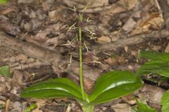 Brown Widelip Orchid, Liparis liliifolia