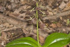 Brown Widelip Orchid, Liparis liliifolia