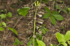 Brown Widelip Orchid, Liparis liliifolia