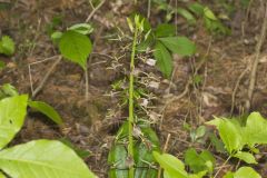 Brown Widelip Orchid, Liparis liliifolia