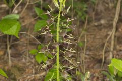 Brown Widelip Orchid, Liparis liliifolia