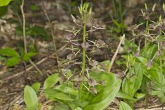 Brown Widelip Orchid, Liparis liliifolia