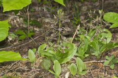 Brown Widelip Orchid, Liparis liliifolia