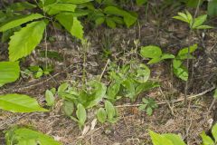 Brown Widelip Orchid, Liparis liliifolia