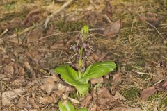 Brown Widelip Orchid, Liparis liliifolia