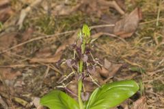 Brown Widelip Orchid, Liparis liliifolia