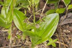 Brown Widelip Orchid, Liparis liliifolia