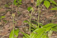 Brown Widelip Orchid, Liparis liliifolia