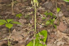 Brown Widelip Orchid, Liparis liliifolia