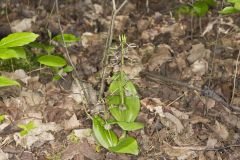 Brown Widelip Orchid, Liparis liliifolia