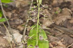 Brown Widelip Orchid, Liparis liliifolia