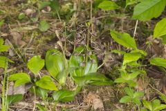 Brown Widelip Orchid, Liparis liliifolia