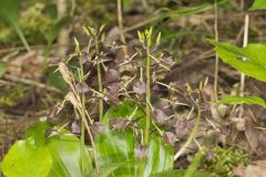 Brown Widelip Orchid, Liparis liliifolia