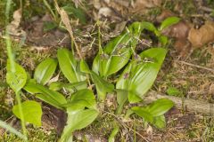 Brown Widelip Orchid, Liparis liliifolia