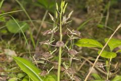 Brown Widelip Orchid, Liparis liliifolia