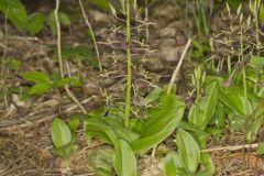 Brown Widelip Orchid, Liparis liliifolia