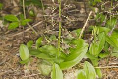 Brown Widelip Orchid, Liparis liliifolia