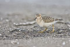 Buff-breasted Sandpiper, Tryngites subruficollis