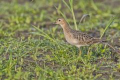 Buff-breasted Sandpiper, Tryngites subruficollis