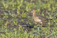 Buff-breasted Sandpiper, Tryngites subruficollis