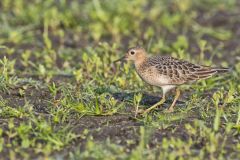 Buff-breasted Sandpiper, Tryngites subruficollis