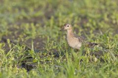 Buff-breasted Sandpiper, Tryngites subruficollis