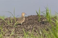 Buff-breasted Sandpiper, Tryngites subruficollis