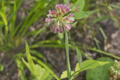 Buffalo Clover, Trifolium reflexum