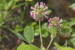 Buffalo Clover, Trifolium reflexum