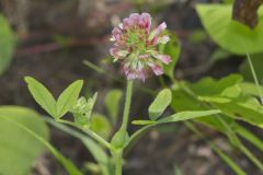 Buffalo Clover, Trifolium reflexum