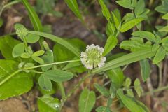 Buffalo Clover, Trifolium reflexum