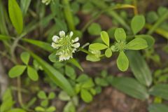 Buffalo Clover, Trifolium reflexum